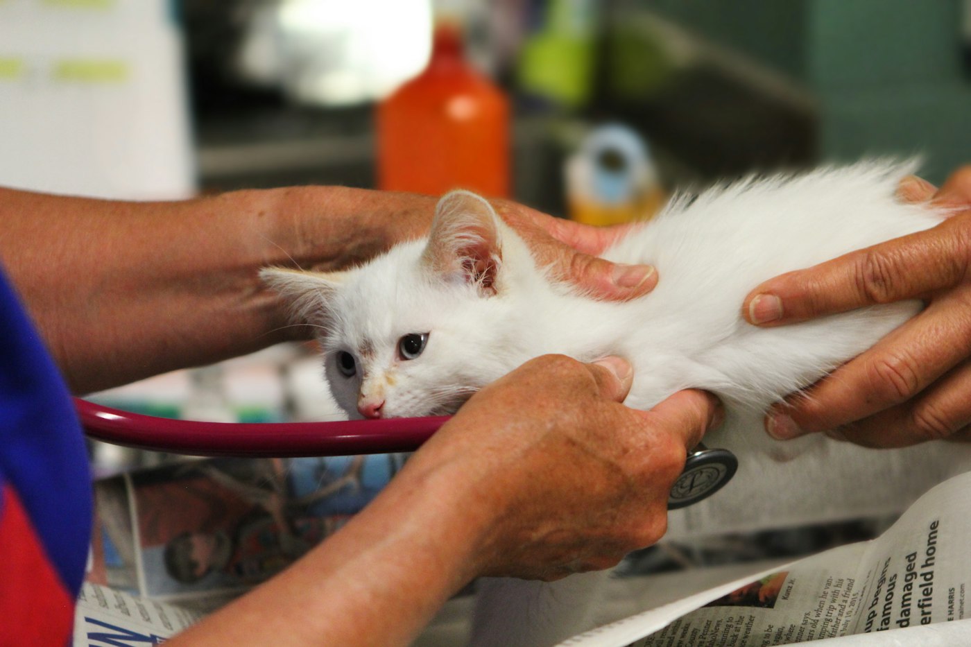 Un gatito blanco recibe una revisión con estetoscopio entre las manos del veterinario