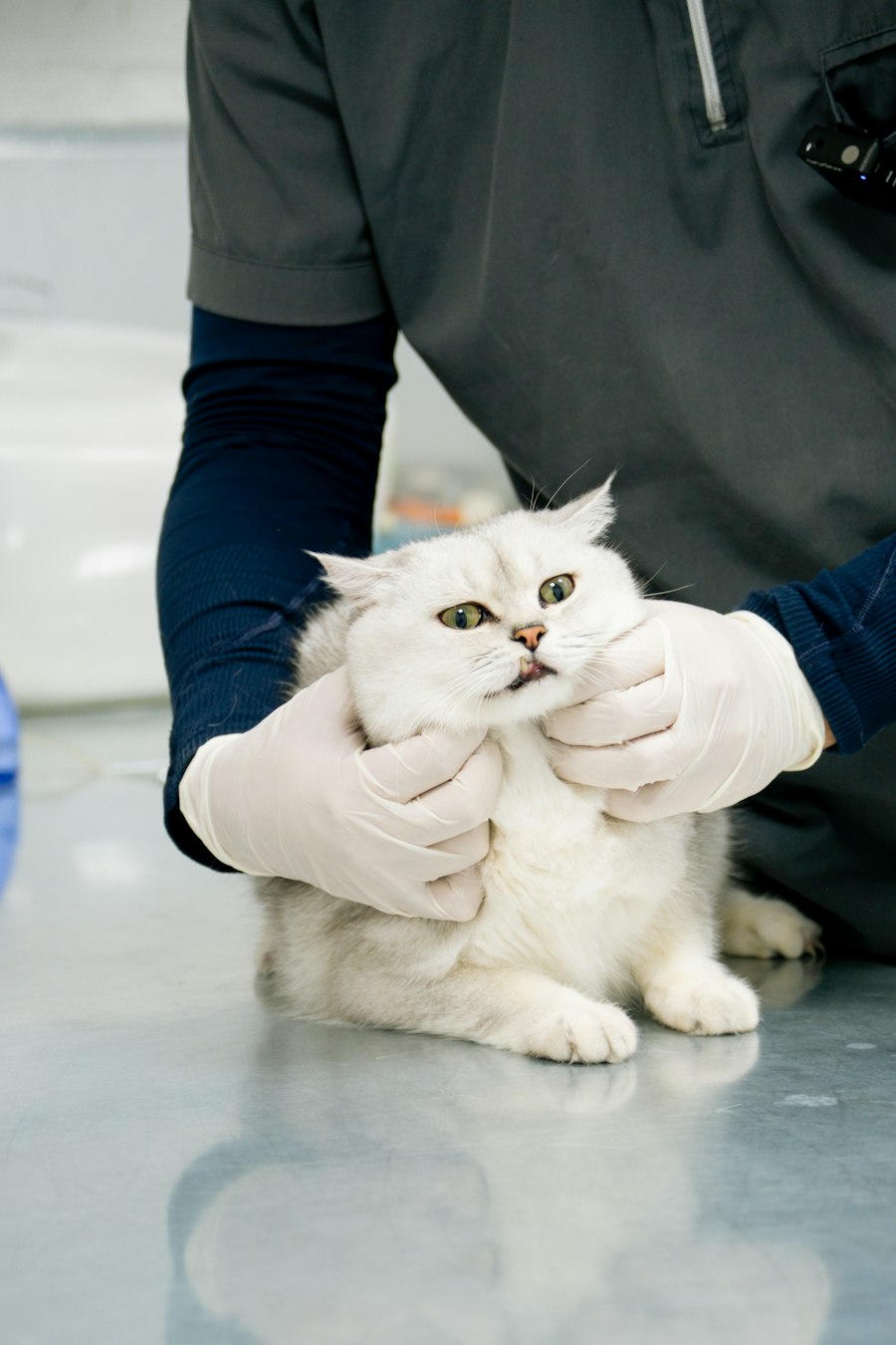 Manos con guantes sostienen con calma a un gato blanco durante la consulta
